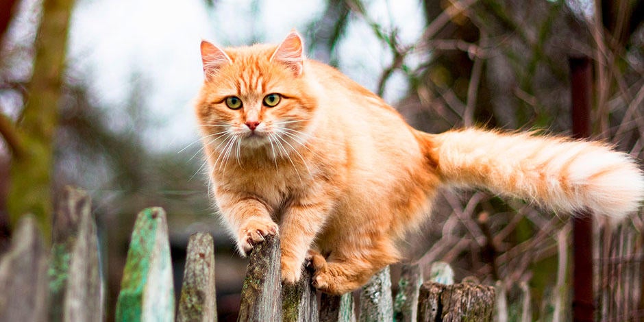 Soñar Que Se Escapa Mi Gato